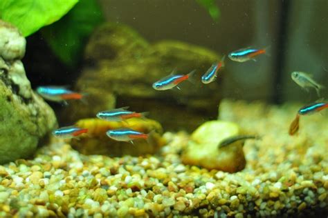 15 Best Fish For Small Tanks (With Pics!) .